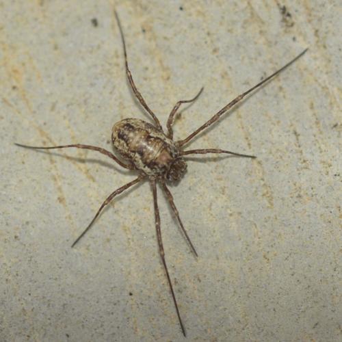 Réf. 310 817 : Platybunus sp.